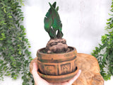Mandrake Plant Pot Box