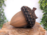 Giant Acorn Box